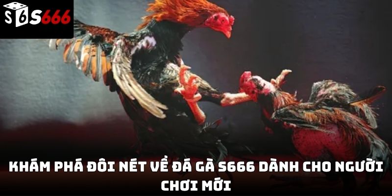 đá gà s666