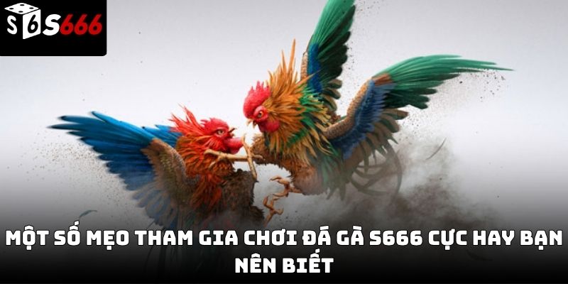 đá gà s666