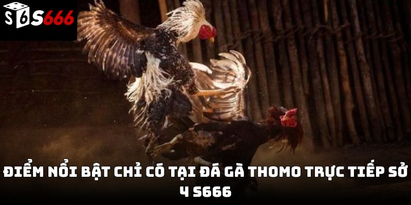 Đá gà thomo trực tiếp sở 4 S666 – Trải nghiệm chân thực 2026