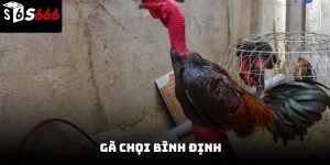 Gà chọi Bình Định S666 – Tinh hoa chiến kê đất võ