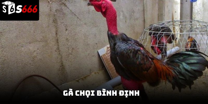 Gà chọi Bình Định S666 – Tinh hoa chiến kê đất võ
