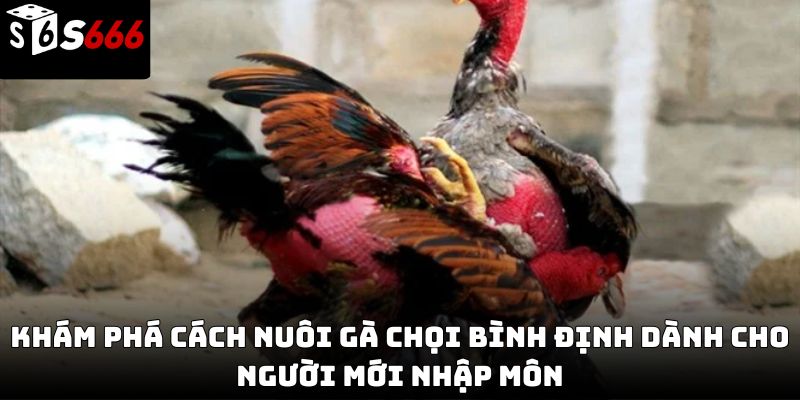 Gà chọi Bình Định S666 – Tinh hoa chiến kê đất võ