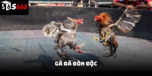 Gà đá đòn độc S666 – Bí quyết tạo nên chiến kê đỉnh cao