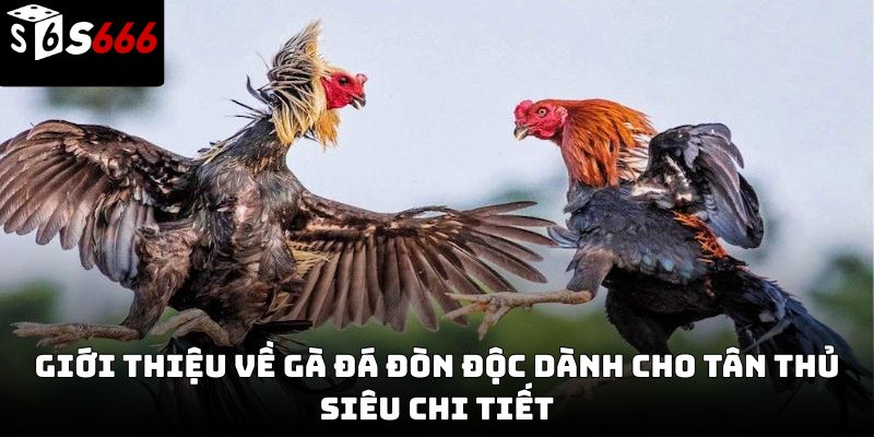 Gà đá đòn độc S666 – Bí quyết tạo nên chiến kê đỉnh cao