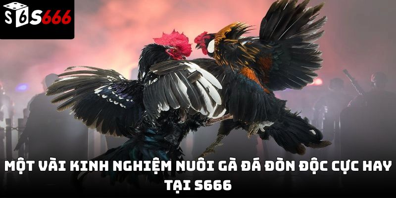 Gà đá đòn độc S666 – Bí quyết tạo nên chiến kê đỉnh cao